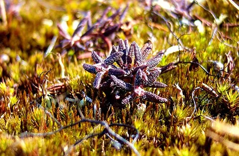 labrador tea: any member of Rhododendron sect. Ledum, widely disttibuted in the northern hemisphere, in temperate...