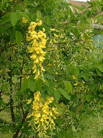 laburnum: any tree of the genus Laburnum
