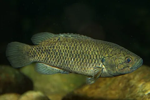 labyrinth fish: any fish that has a labyrinth organ, a fish of the suborder Anabantoidei, an anabantoid