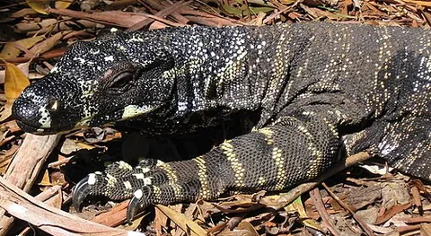 lace monitor: a monitor lizard of species Varanus varius, native to Australia