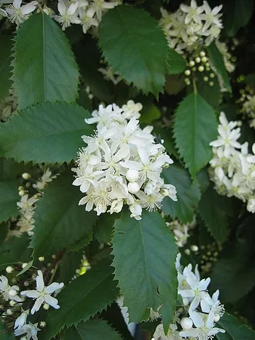 lacebark: any of various New Zealand plants in the genus Hoheria