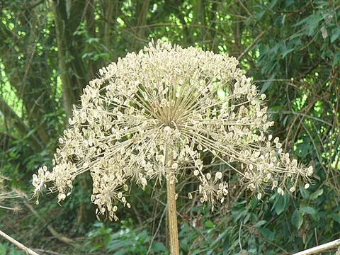 lacecap: a cap shape resembling lace