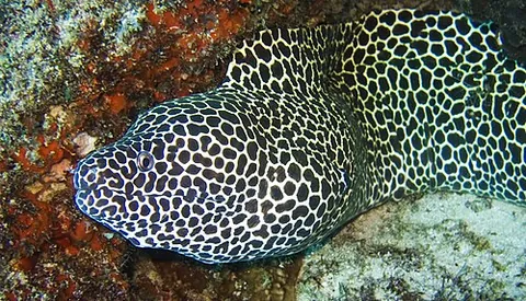 laced moray: gymnothorax favagineus, a species of moray eel