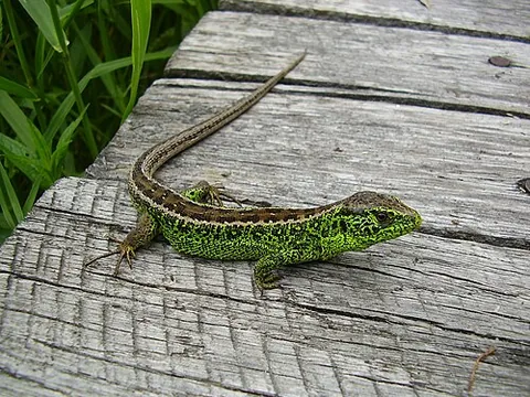 lacertid: any lizard of the family Lacertidae
