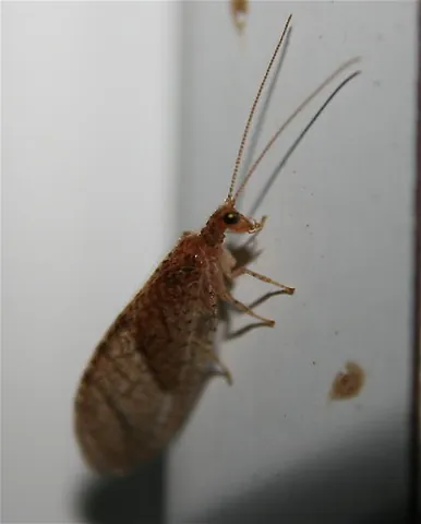 lacewing: any of a number of gauzy-winged insects of certain families within the order Neuroptera