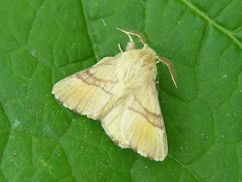 lackey moth: a species of moth, Malacosoma neustria