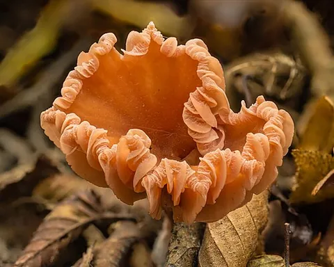lackluster laccaria: a fungus, Laccaria laccata