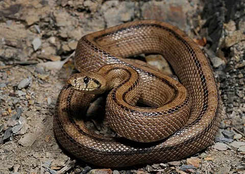 ladder snake: any member of the species Rhinechis scalaris of European snakes in the Colubridae family