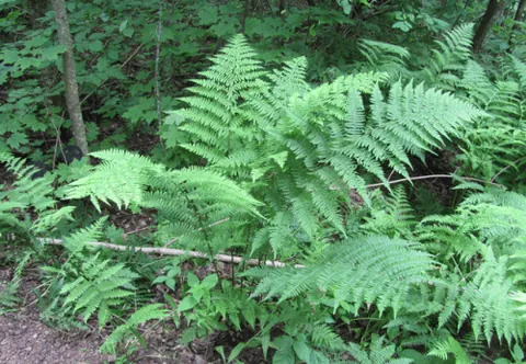 lady fern: athyrium filix-femina, native throughout the temperate Northern Hemisphere