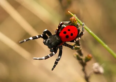 ladybird spider: eresus sandaliatus, a species of spider found primarily in northern and central Europe, males...