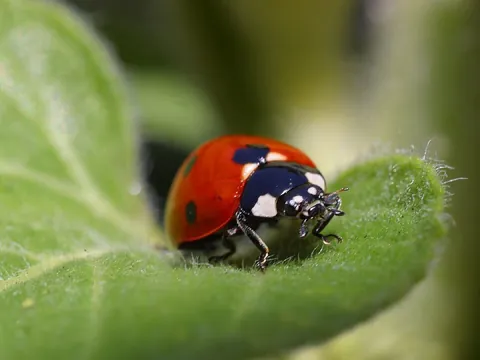 ladybird: any of the Coccinellidae family of beetles, typically having a round shape and red or yellow...