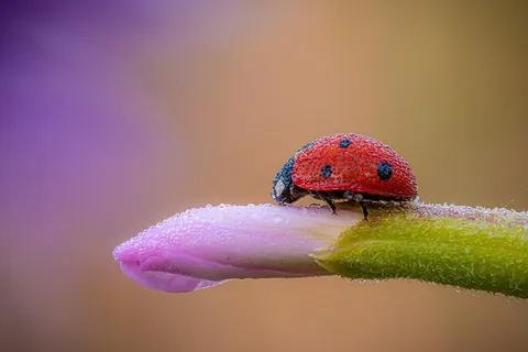 ladybug: synonym of ladybird