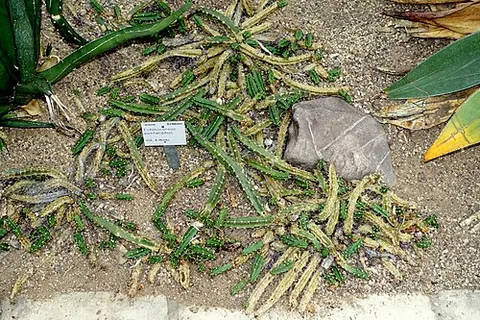ladyfinger cactus: echinocereus pentalophus, a cactus of North America
