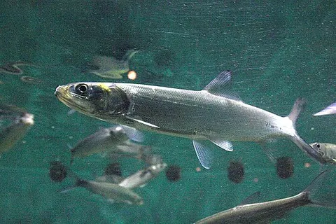 ladyfish: a coastal dwelling fish (Elops saurus), found throughout the tropical and sub-tropical regions