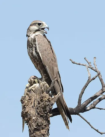 laggar: the jugger (Falco jugger), a mid-sized falcon native to the Indian subcontinent, Afghanistan, Iran,...