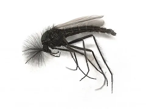lake fly: any of various non-biting midges of the family Chironomidae, chironomids