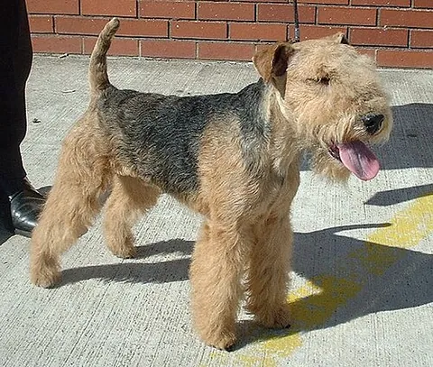 lakeland terrier: a dog breed, which takes its name from its place of origin, the Lake District in England
