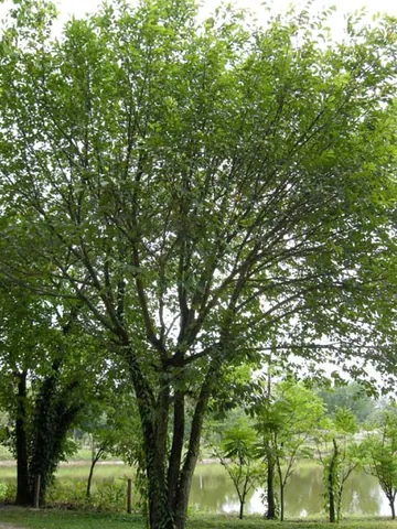 lakoocha: a tree of species Artocarpus lacucha