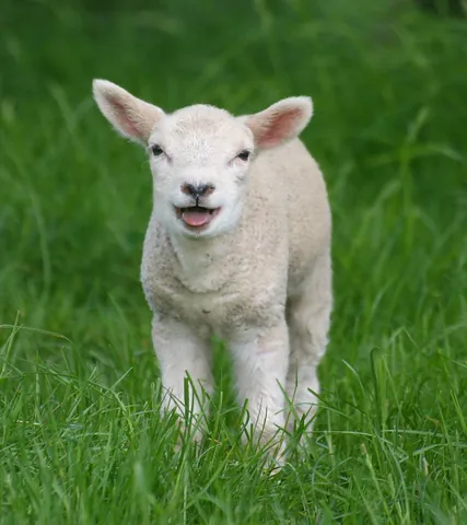 lamb: a young sheep; especially, one younger than nine months