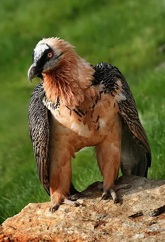 lammergeier: a long-winged vulture, Gypaetus barbatus, found in southern Europe, Africa and India