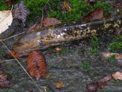 lamprey: any long slender primitive eel-like freshwater and saltwater fish of the order Petromyzontiformes,...