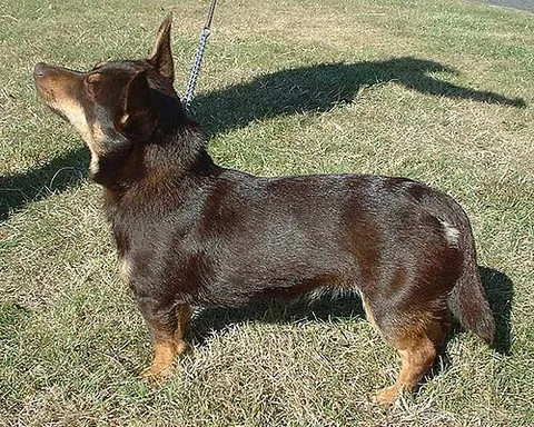 lancashire heeler: a small breed of dog developed for use as a drover and herder of cattle