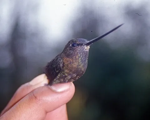 lancebill: a hummingbird of the genus Doryfera, native to South America