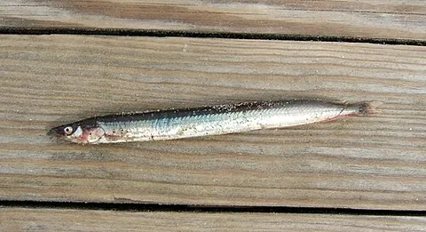lancefish: a slender marine fish of the genus Ammodytes, especially Ammodytes tobianus, found in British waters