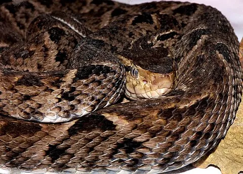 lancehead: any of many South American venomous pitvipers of the genus Bothrops