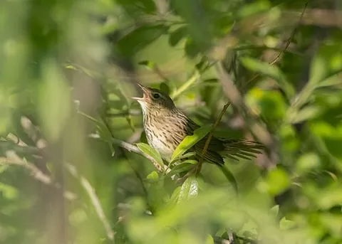 lanceolated warbler: locustella lanceolata, an Old World warbler