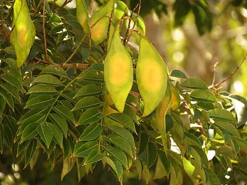 lancepod: any of the plant genus Lonchocarpus, whose fruit resembles an ornate lance tip or a few beads on a...