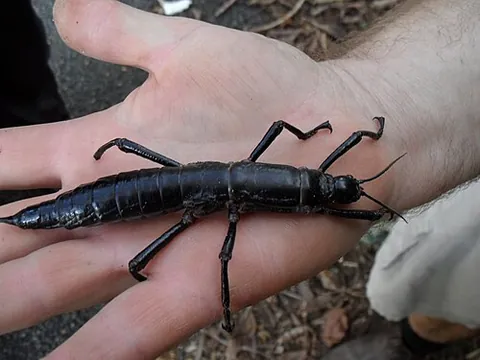 land lobster: the Lord Howe Island stick insect (phasmid), Dryococelus australis