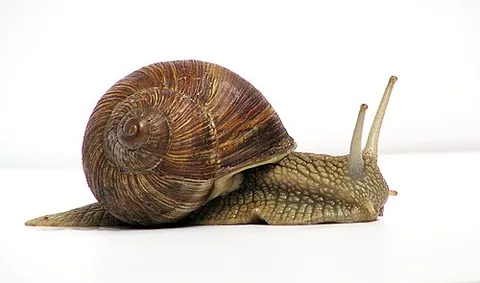 land snail: any species of snail that lives on land (Caenogastropoda spp. etc.)