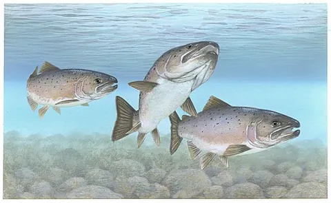 landlocked salmon: any of the populations of the Atlantic salmon, Salmo salar that inhabit freshwater only