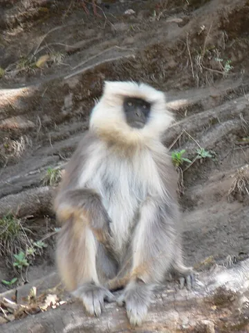 langur: any of the Old World monkeys of the genera Simias, Trachypithecus (lutungs), Presbytis (surilis),...