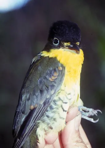 laniisoma: a bird in the Tityridae family of the genus Laniisoma