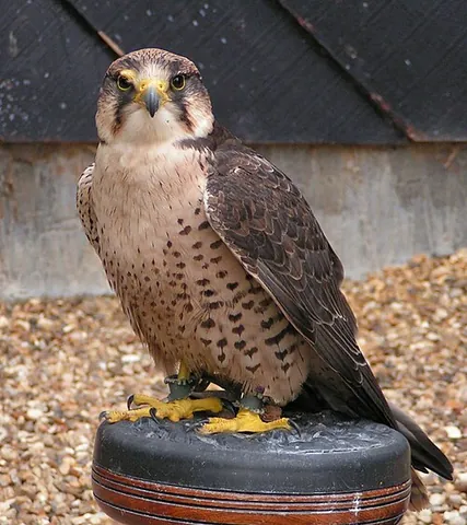 lanner: the lanner falcon, Falco biarmicus