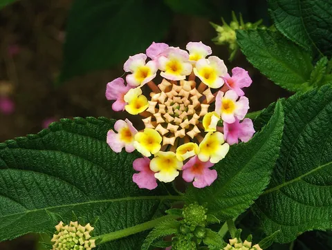 lantana: any member of the genus Lantana of perennial verbenas with aromatic flower clusters