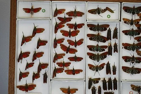 lanternfly: any of various insects in the family Fulgoridae, especially in the genera Fulgora and Pyrops, with...