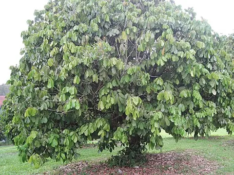 lanzon: lansium domesticum, a species of tree in the mahogany family
