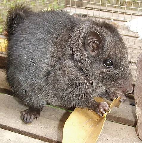 laotian rock rat: a rodent species of the Khammouan region of Laos, Laonastes aenigmamus