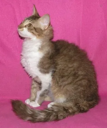 laperm: a domestic cat of a particular breed with curly fur