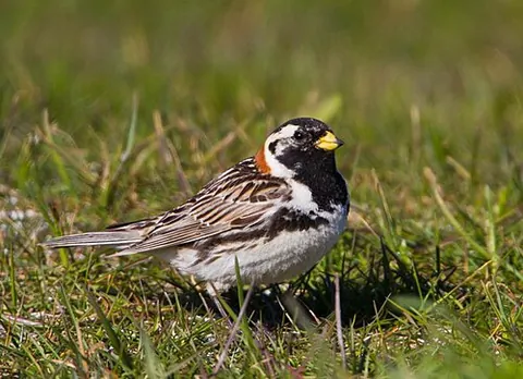 lapland longspur: calcarius lapponicus, a passerine bird in the longspur family Calcariidae