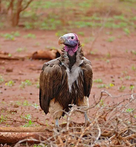 lappet-faced vulture: a species of vulture in the family Accipitridae living across Africa and in the Arabian Peninsula...