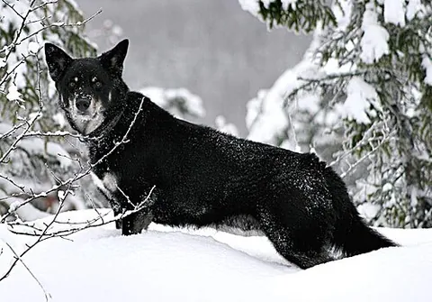 lapponian herder: a breed of dog from Finland, used by the Sami to herd reindeer
