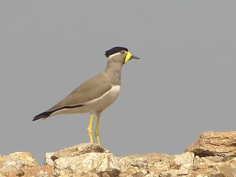 lapwing: any of several medium-sized wading birds belonging to the subfamily Vanellinae, within family...