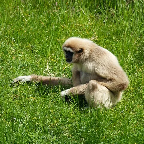 lar gibbon: a primate in the Hylobatidae family, Hylobates lar, with black or brown fur and white hands and feet