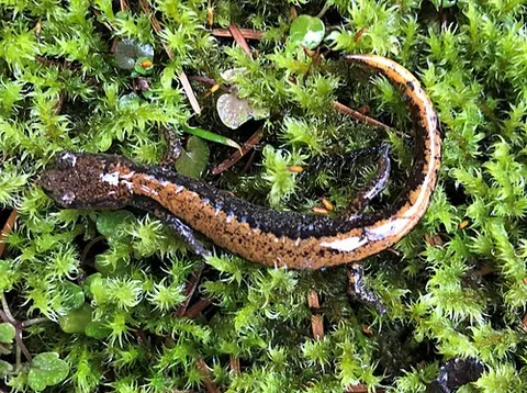 larch mountain salamander: plethodon larselli, a small species of salamander endemic to the United States
