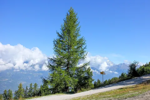 larch: a coniferous tree, of genus Larix, having deciduous leaves in fascicles