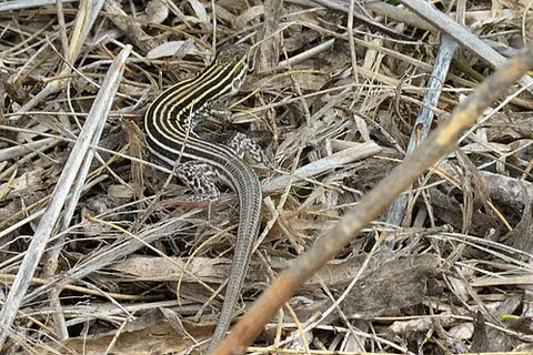 laredo striped whiptail: aspidoscelis laredoensis, a species of exclusively female green-to-brown whiptail